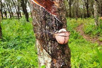 Harga karet di Tulangbawang turun