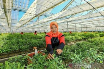 Dipuji Presiden, teknologi nursery PT RAPP hasilkan produk ramah lingkungan