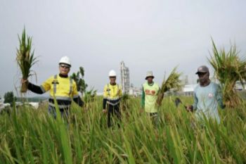 Semen Gresik dan petani panen raya padi, jagung, dan jambu di area pabrik