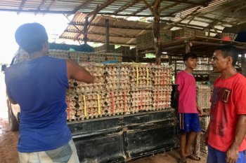 Harga telur ayam naik