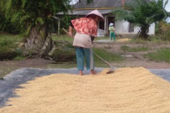 Gubernur: Produksi padi di Lampung pada 2020 sebanyak 2,6 juta ton