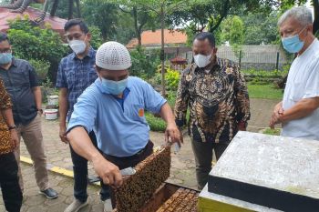 Pemkab Kampar minat budi daya lebah Australia, menggiurkan hasilnya