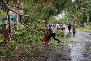Polsek Jonggat evakuasi pohon tumbang