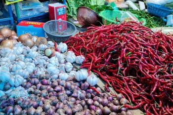 Panen cabai Lampung diprediksi pada April
