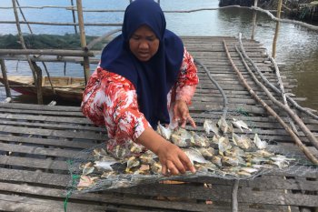 Hasil &ldquo;ngedek&rdquo; jadi ikan asin