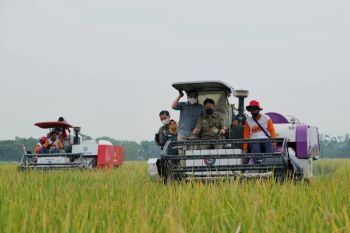 Pemerintah pastikan akan serap  ribuan ton gabah petani Jombang