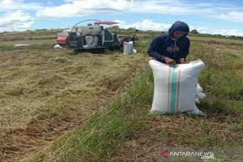 Pemerintah sebaiknya awasi pembelian gabah di tingkat petani