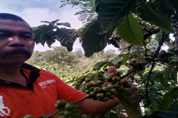 Harga kopi Lampung Barat berkisar Rp17 ribu/kg