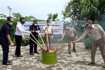 Karantina Pertanian Kupang musnahkan komoditas pertanian dari China