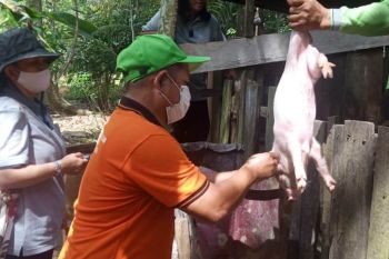 Distan Gumas obati ternak milik warga yang sakit
