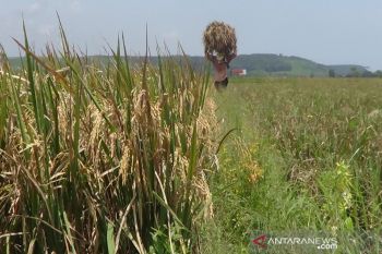 Dijamin, ketersediaan pupuk bersubsidi di Batang
