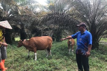 Petani Desa Batu Gajah bertani sambl patroli karhutla