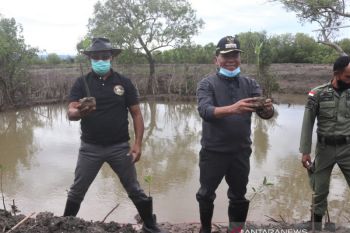 Pemkab Kupang tanam pohon bakau di pesisir Teluk Kupang