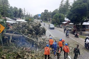 Pohon durian tumbang tutup  jalan Padang-Bukittinggi di Sumbar
