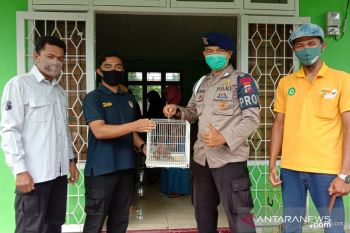 Kisah anggota Brimob Polda Sumbar selamatkan satwa dilindungi jenis kukang di Agam