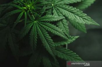 New York legalkan penggunaan ganja untuk kesenangan