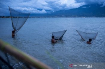 Musim tangkap ikan udang kecil  di Pantai Teluk Palu
