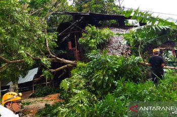 Angin kencang landa Bukittinggi, BPBD setempat terima laporan sembilan pohon tumbang dan satu rumah rusak