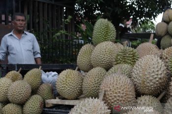 Panen Durian
