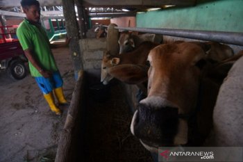 Upaya peningkatan produksi daging sapi di Sigi