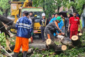 DLH Makassar telah menangani puluhan pohon tumbang akibat cuaca ekstrem