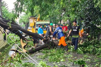DLH bersihkan material belasan pohon tumbang karena cuaca buruk