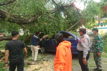 Sembilan pohon di Padang tumbang akibat angin  kencang