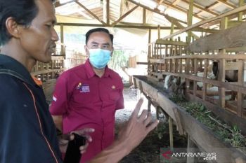 Desa Gandang berhasil kembangkan ternak kambing melalui usaha kelompok
