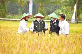Mentan SYL  terus kawal Gerakan Serap Gabah Petani