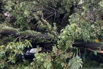 Pohon tumbang timpa sejumlah rumah dan satu mobil di Padang