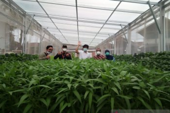 Hidroponik jadi model ketahanan pangan keluarga