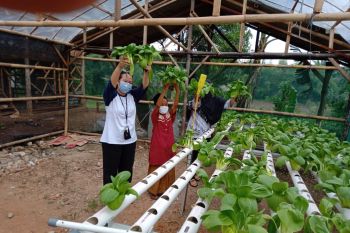 Hidroponik, aktivitas bertani manfaatkan lahan terbatas