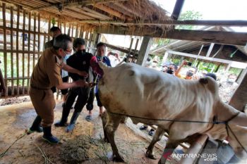 Pemkab Bantul meluncurkan program Sapi Kerbau Komoditas Andalan Nasional