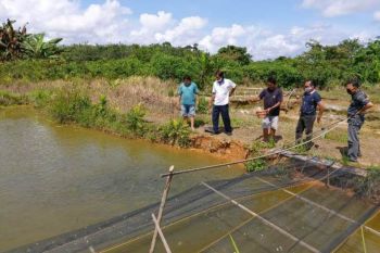 Produksi perikanan menurun, ini yang dilakukan DPKP Gumas