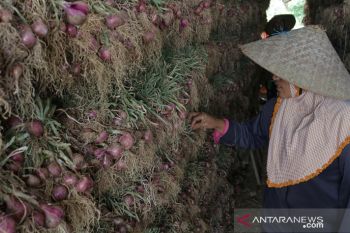 Panen Bawang Merah Alahan Panjang