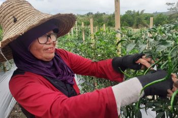 Penurunan harga cabai dan telur dorong deflasi di Kepri
