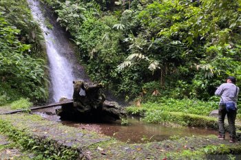 Menjaga habitat elang  inspirator Garuda di Gede Pangrango