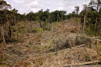 Warga Mukomuko diimbau hentikan perambahan hutan