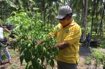 Harga cabai di  Sangihe Rp110 ribu per kilogram