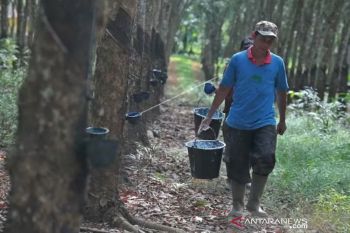 Sumsel dapat alokasi peremajaan karet seluas 9.500 Ha