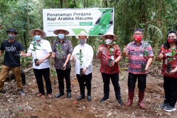 Kopi jadi pendukung pariwisata di Tomohon