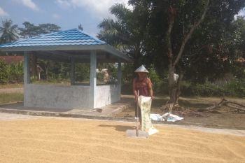 Harga gabah di Lampung Utara turun signifikan