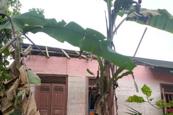 Lima hari Pasaman Barat dilanda puting beliuang, ini jumlah kerugiannya