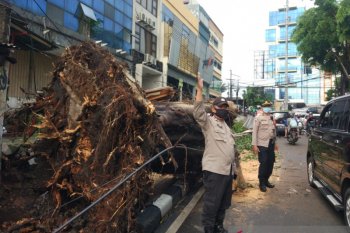 Pohon tumbang timpa satu unit mobil di Kebayoran Lama