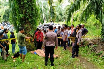 Seorang ASN ditemukan tak bernyawa di kebun sawit