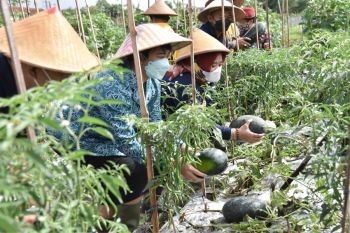 Panen perdana menandai pembentukan Petani Milenial Sleman