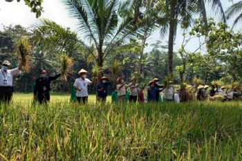 Komisi IV DPR RI mengikuti panen perdana padi Inpari IR Nutri Zinc
