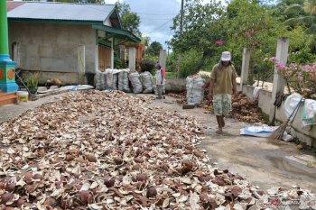 Petani kelapa di Buton Utara sambut gembira kenaikkan harga kopra