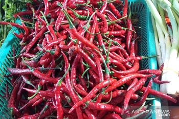 Harga cabai rawit di  Sangihe mulai turun