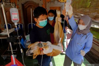 PDHI Sumsel dorong bupati-wali kota angkat pejabat otovet